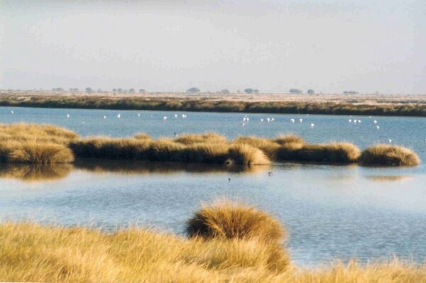 Excursiones Doñana