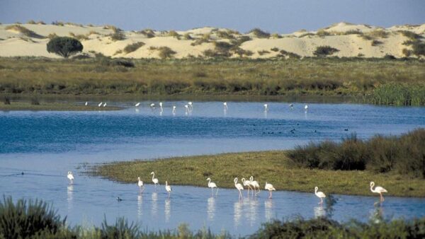 Excursiones para avistar pájaros