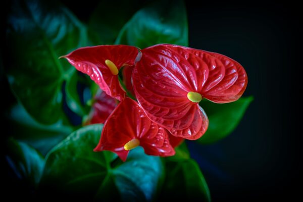 Anthurium, flor típica de Mauricio