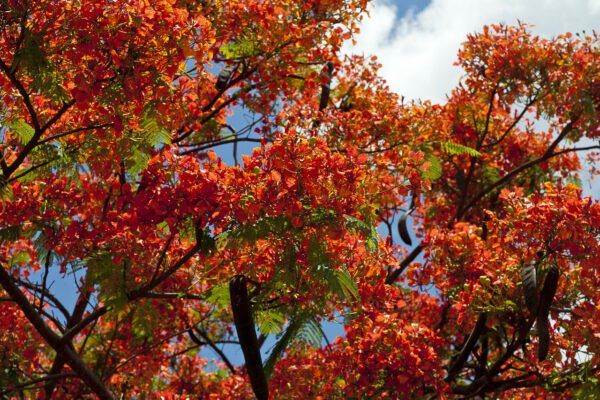 flamboyants arbol típico de mauricio