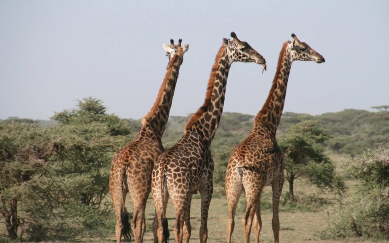 kruger national park